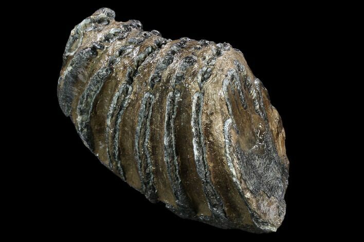 Partial Southern Mammoth Molar - Hungary #123660